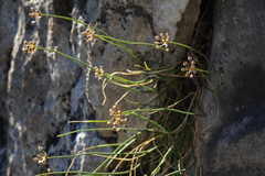 Allium gunibicum (Allium gunibicum)