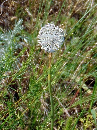 Allium guttatum: Цибуля крапчаста (Allium guttatum) ― раритетний вид, занесений до Червоного списку рослин Запорізької області. Запорізька область. Острів Хортиця, північна част