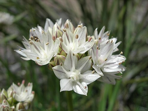 Redskin onion: Allium haematochiton — a species of wild onion known by the common name redskin onion. It is native to northern Baja California and southern California where it