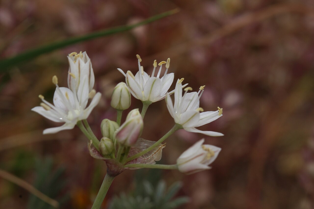 Redskin onion: Red Skinned Onion Identification by: Linda Edwards and Vern Benhart Viewpoint location: Antelope Valley California Poppy State Reserve , Lancaster, California V