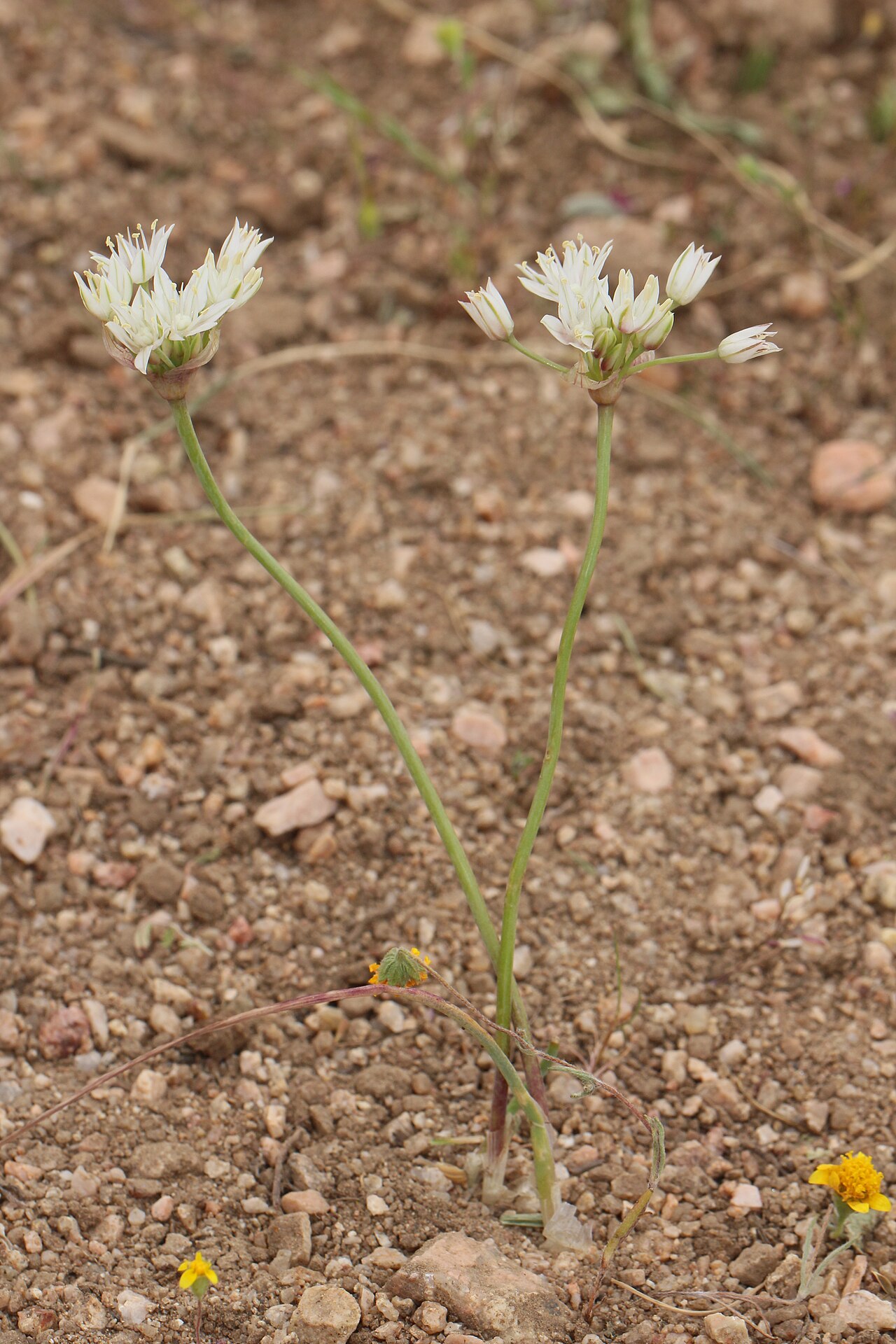 Redskin onion: Red Skinned Onion Identification by: Linda Edwards and Vern Benhart Viewpoint location: Antelope Valley California Poppy State Reserve , Lancaster, California V