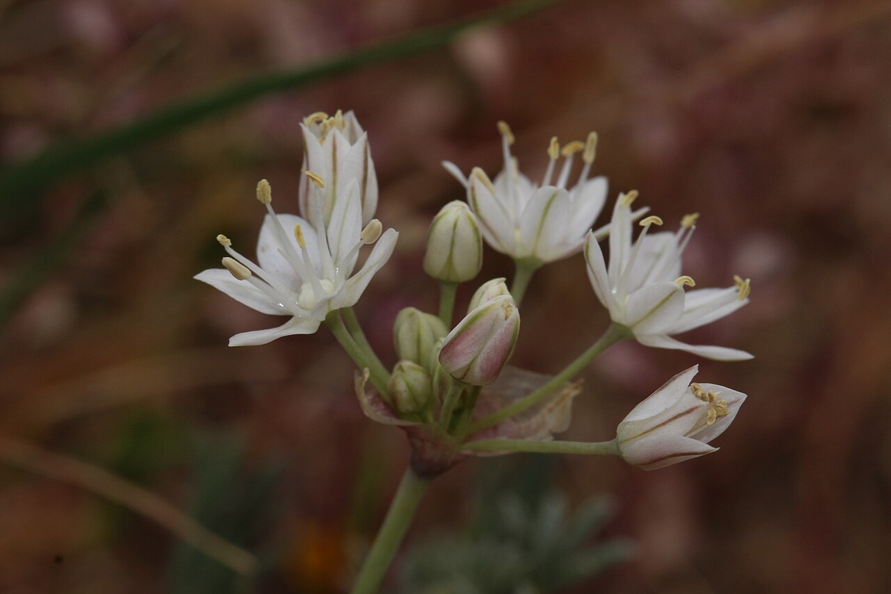 Redskin onion: Red Skinned Onion Identification by: Linda Edwards and Vern Benhart Viewpoint location: Antelope Valley California Poppy State Reserve , Lancaster, California V