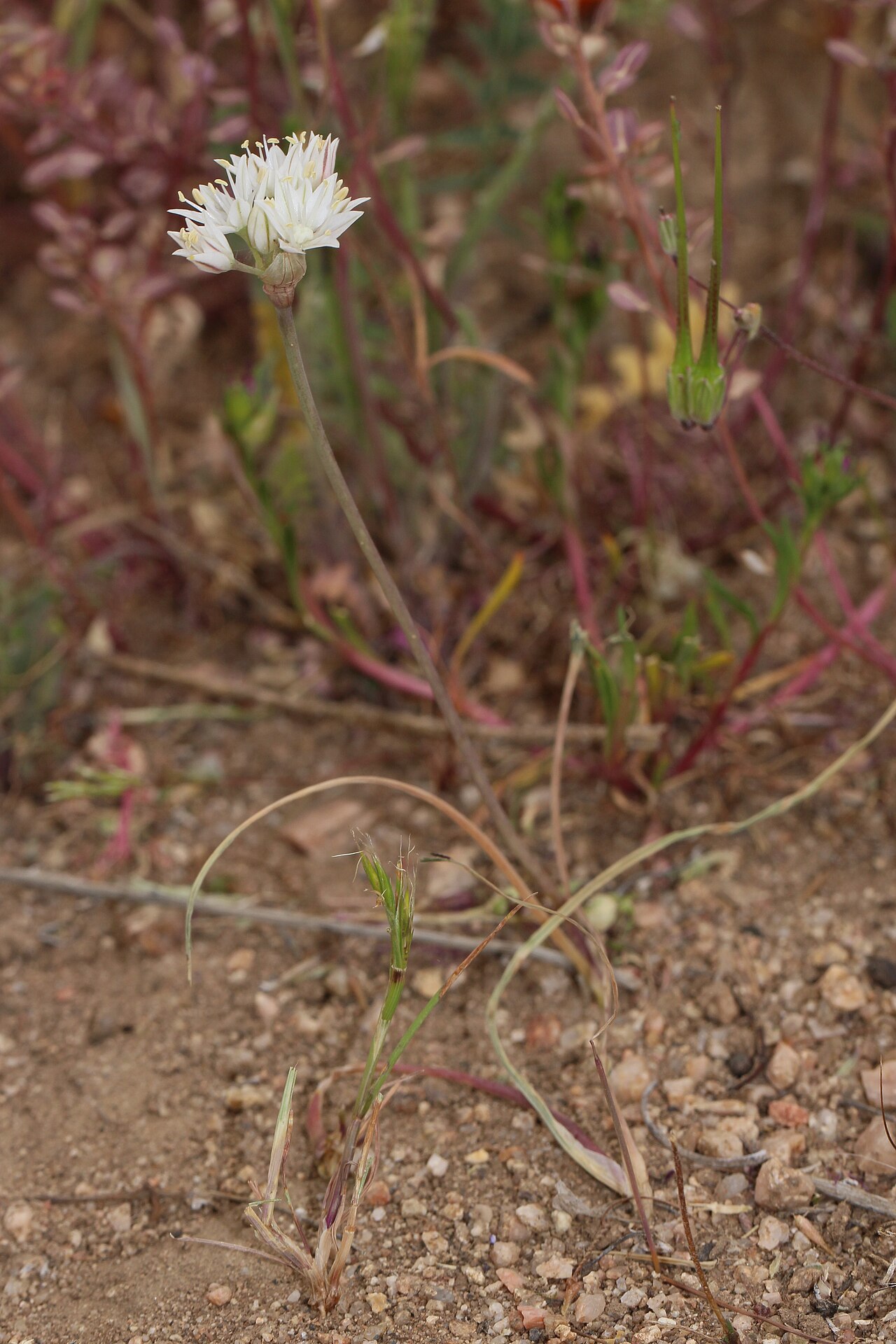 Redskin onion: Red Skinned Onion Identification by: Linda Edwards and Vern Benhart Viewpoint location: Antelope Valley California Poppy State Reserve , Lancaster, California V