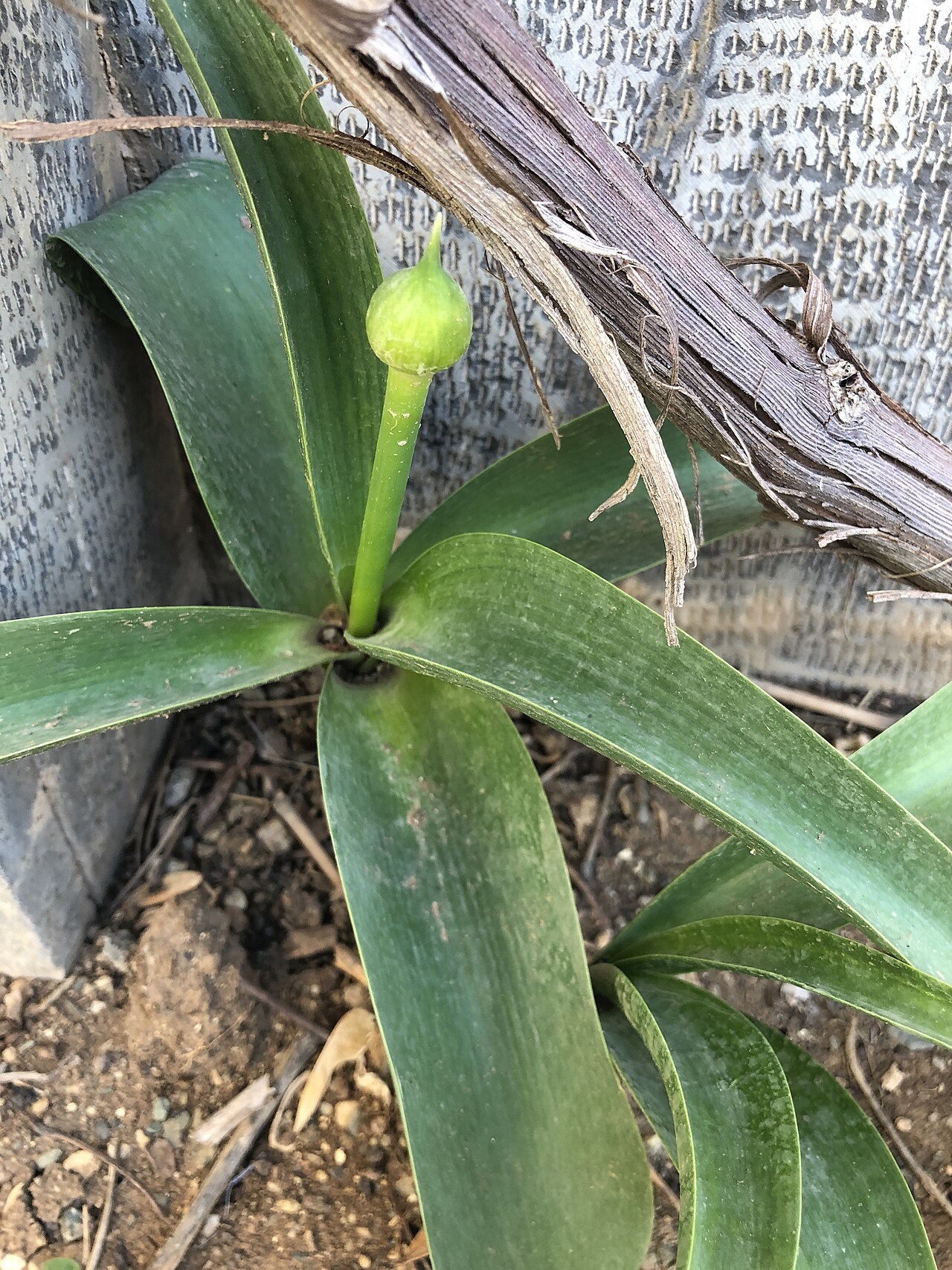 Redskin onion: Allium haemanthoides or Loosha