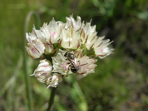 Redskin onion: Allium haematochiton