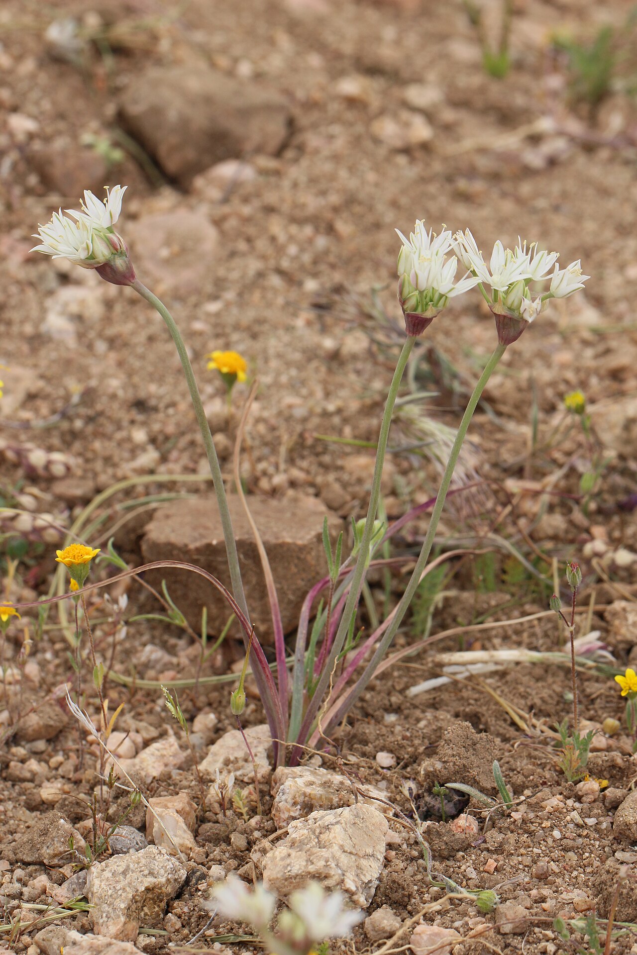 Redskin onion: Red Skinned Onion Identification by: Linda Edwards and Vern Benhart Viewpoint location: Antelope Valley California Poppy State Reserve , Lancaster, California V