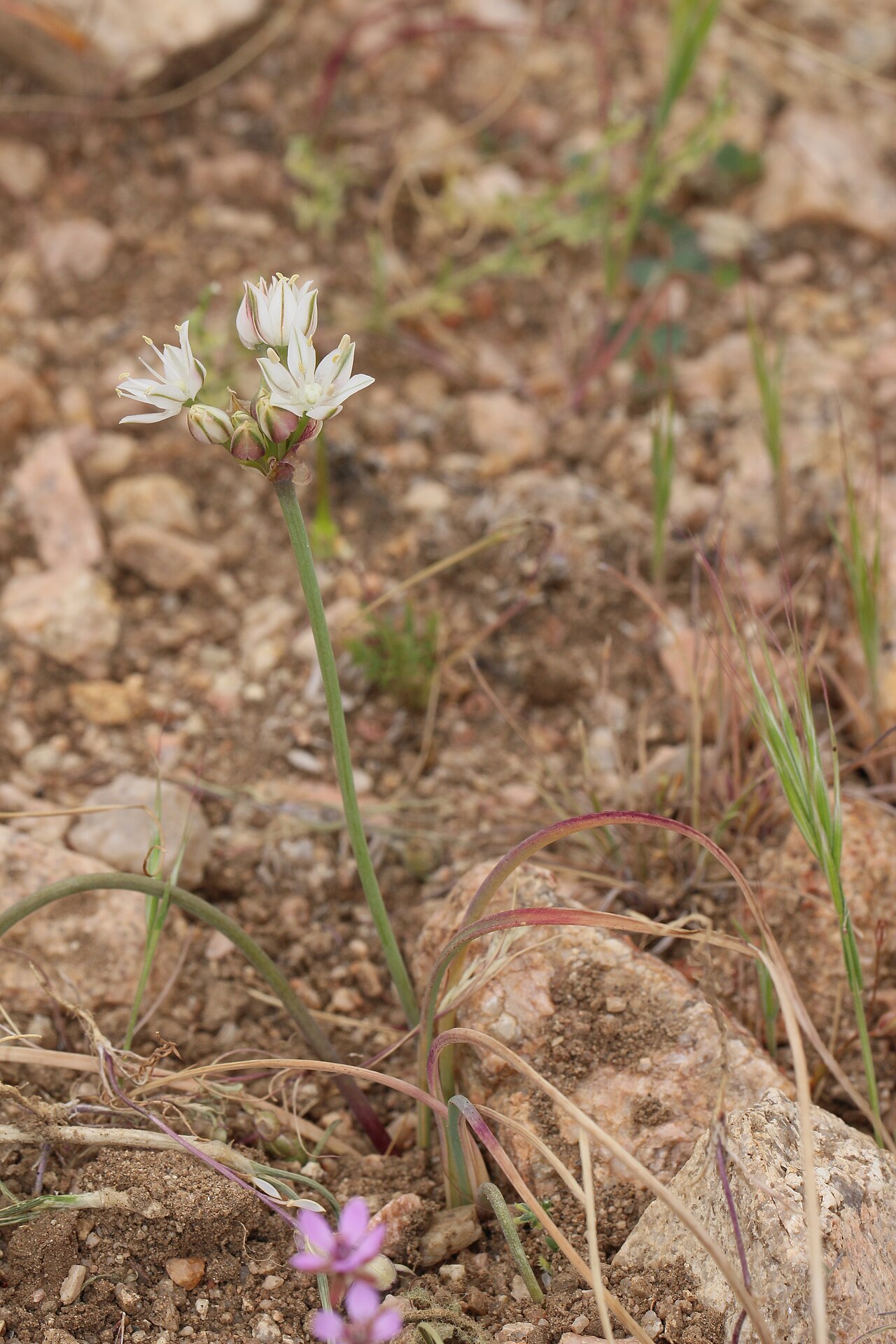 Redskin onion: Red Skinned Onion Identification by: Linda Edwards and Vern Benhart Viewpoint location: Antelope Valley California Poppy State Reserve , Lancaster, California V
