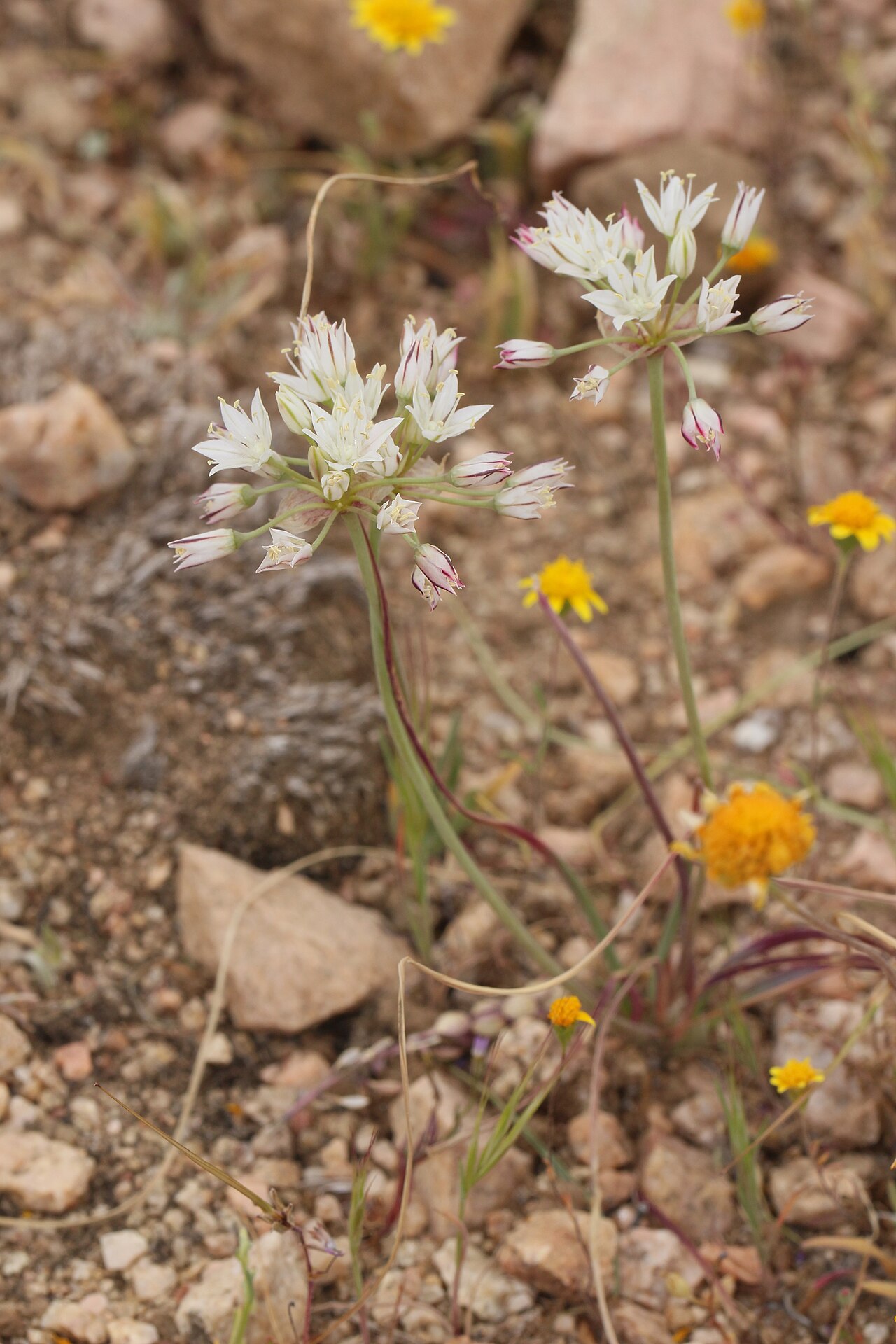 Redskin onion: Red Skinned Onion Identification by: Linda Edwards and Vern Benhart Viewpoint location: Antelope Valley California Poppy State Reserve , Lancaster, California V