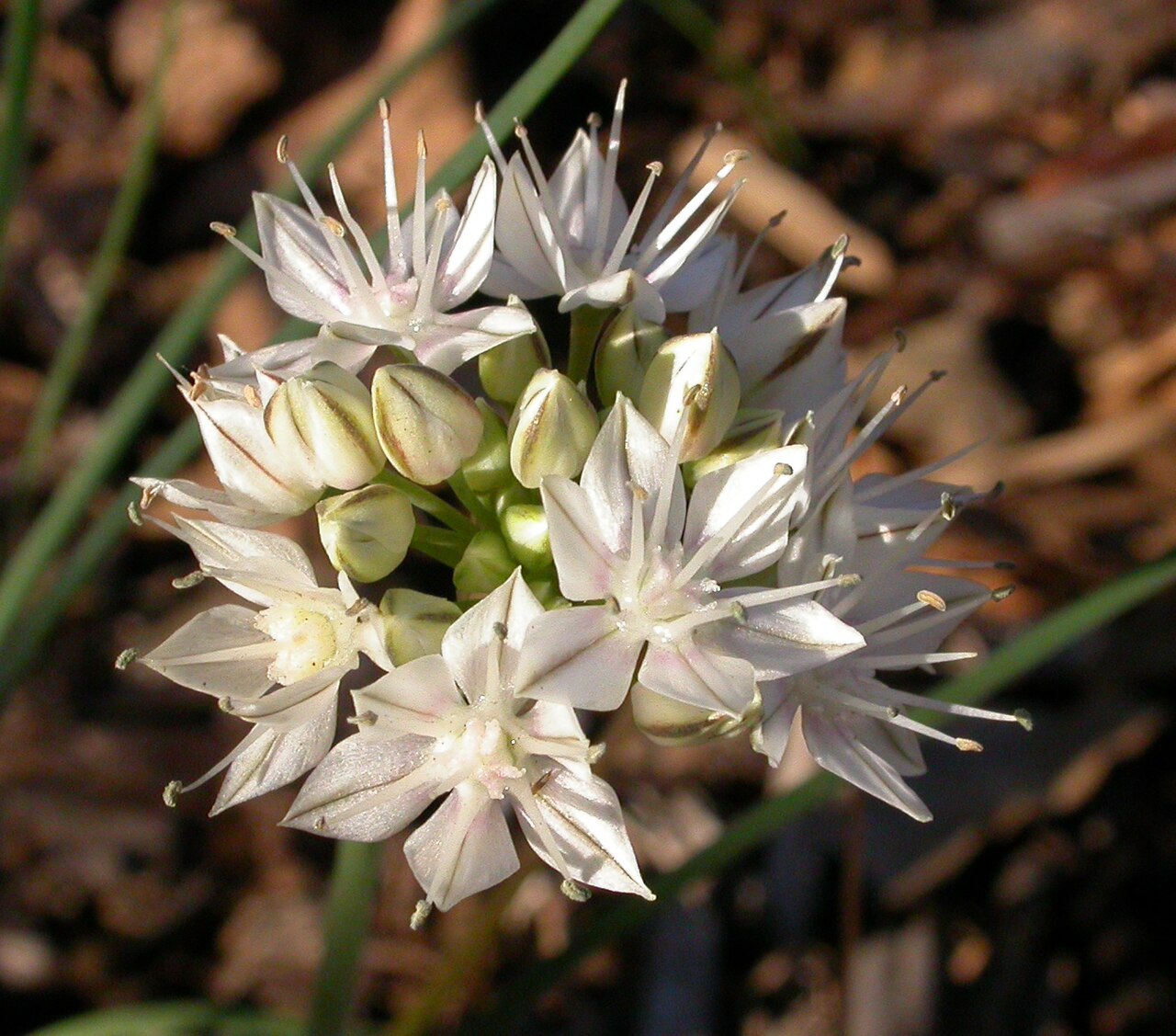 Redskin onion: Allium haematochiton Photographed at csupomona.edu: BioTrek , California.