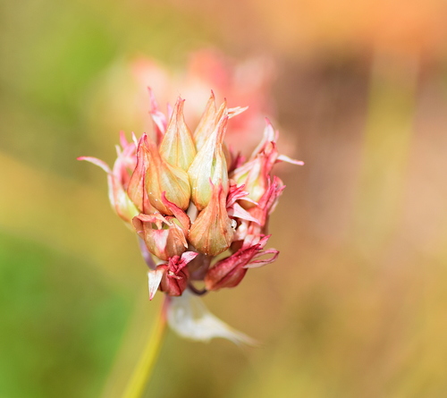 Allium heldreichii (Allium heldreichii)