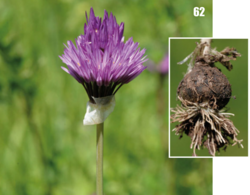 Allium hissaricum: Allium hissaricum in Tajikistan.