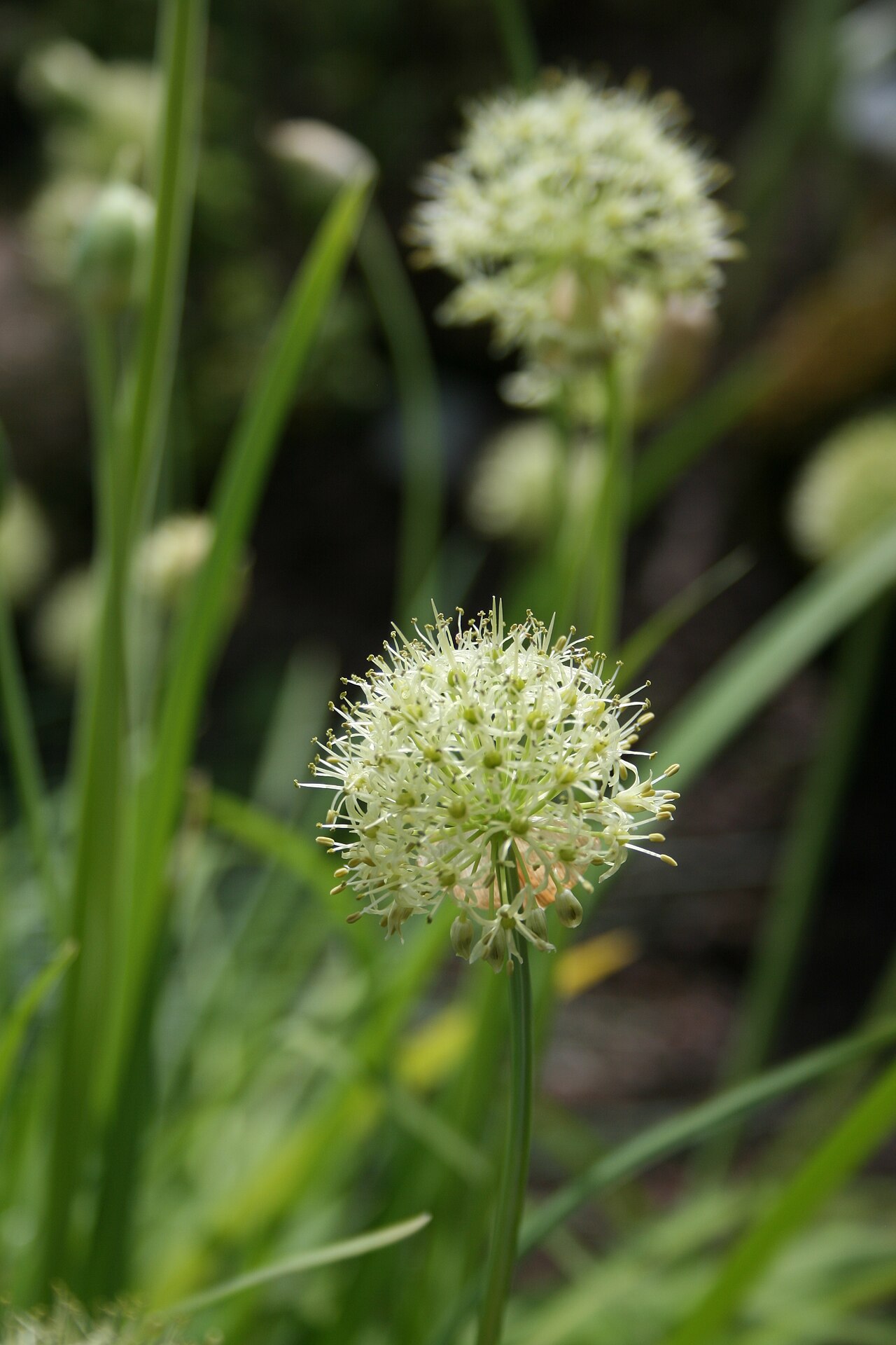 Allium hookeri: Allium hookeri var. muliense