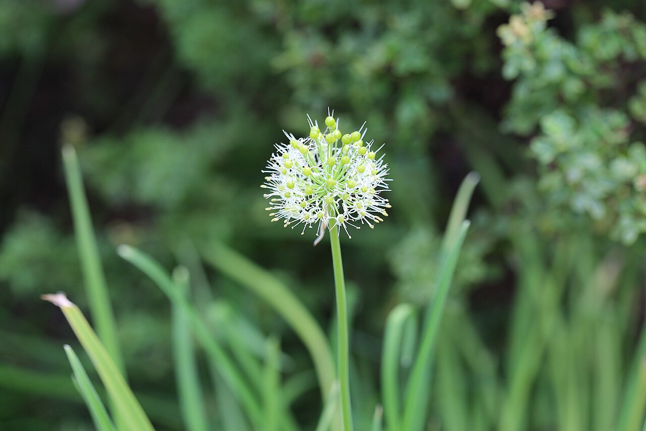 Allium hookeri: Allium hookeri var. muliense in Gothenburg Botanical Garden. Plant id: 1991-0889 s W -- Edinburgh