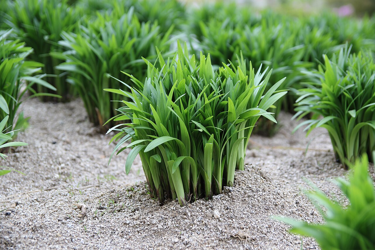 Allium hookeri: Hooker chives ( Allium hookeri ) in Gangneung, Korea