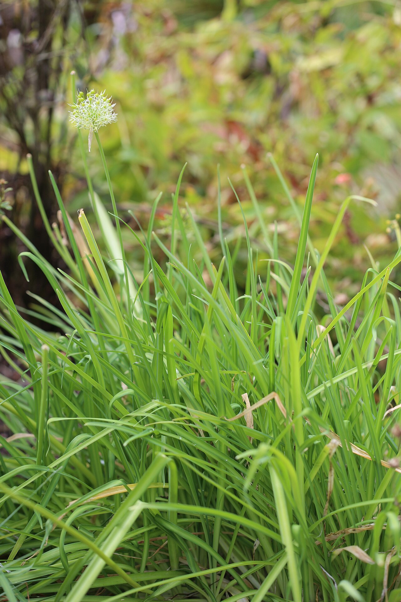 Allium hookeri: Allium hookeri var. muliense in Gothenburg Botanical Garden. Plant id: 1991-0889 s W -- Edinburgh