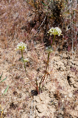 Howell's onion (Allium howellii)
