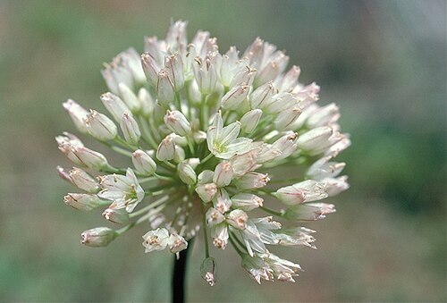 Howell's onion: Allium howellii (Howell's onion).