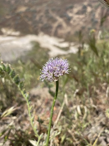 Howell's onion (Allium howellii)