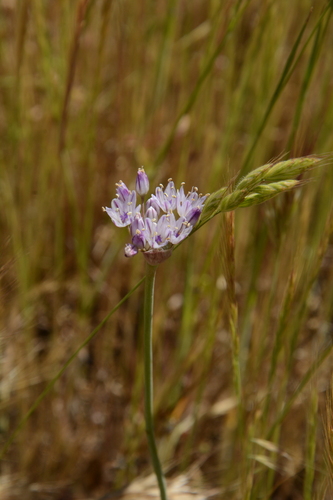 Howell's onion (Allium howellii)