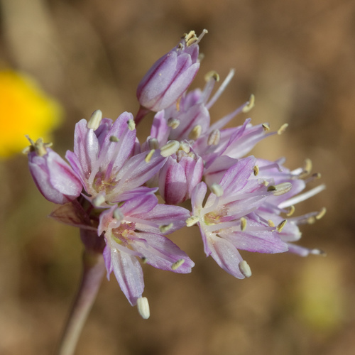 Howell's onion (Allium howellii)