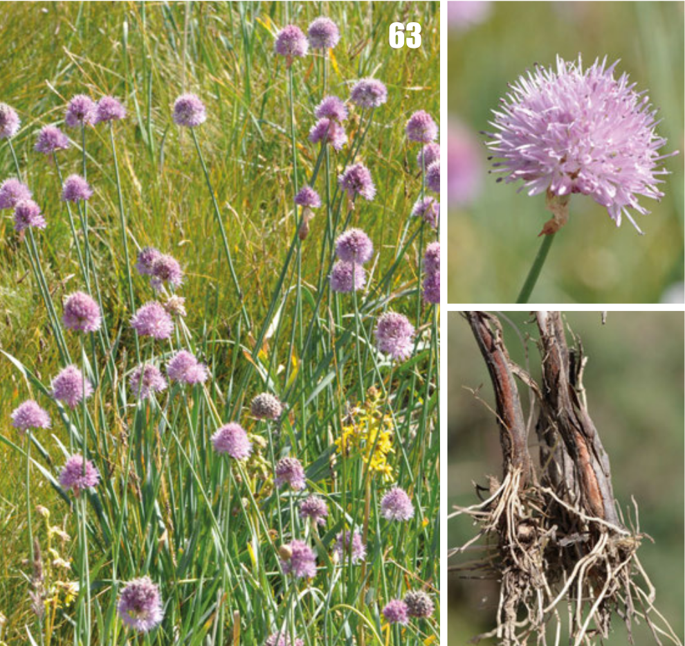 Allium hymenorrhizum: Allium hymenorhizum in Tajikistan.