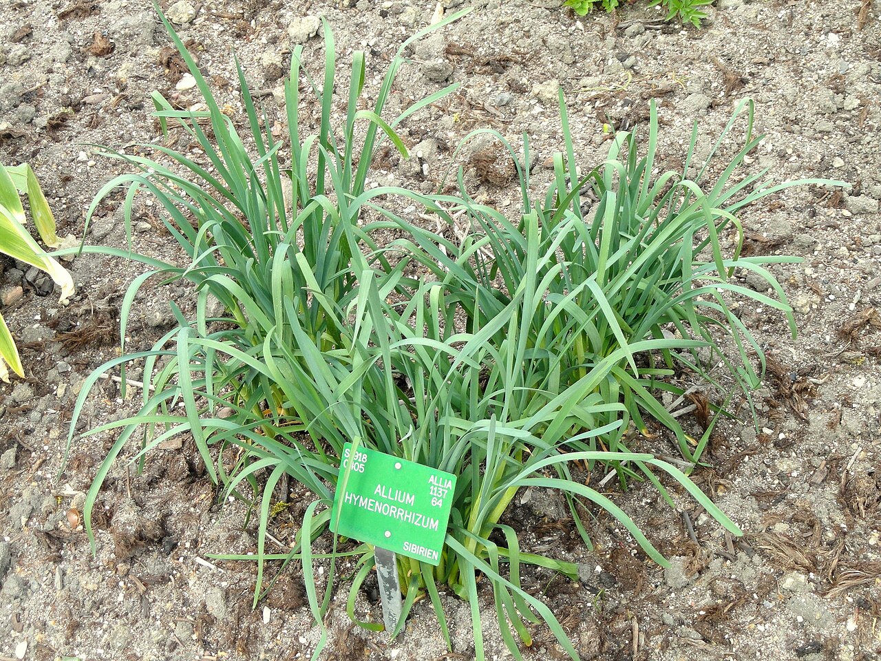 Allium hymenorrhizum: Botanical specimen in the University of Copenhagen Botanical Garden, Copenhagen, Denmark.