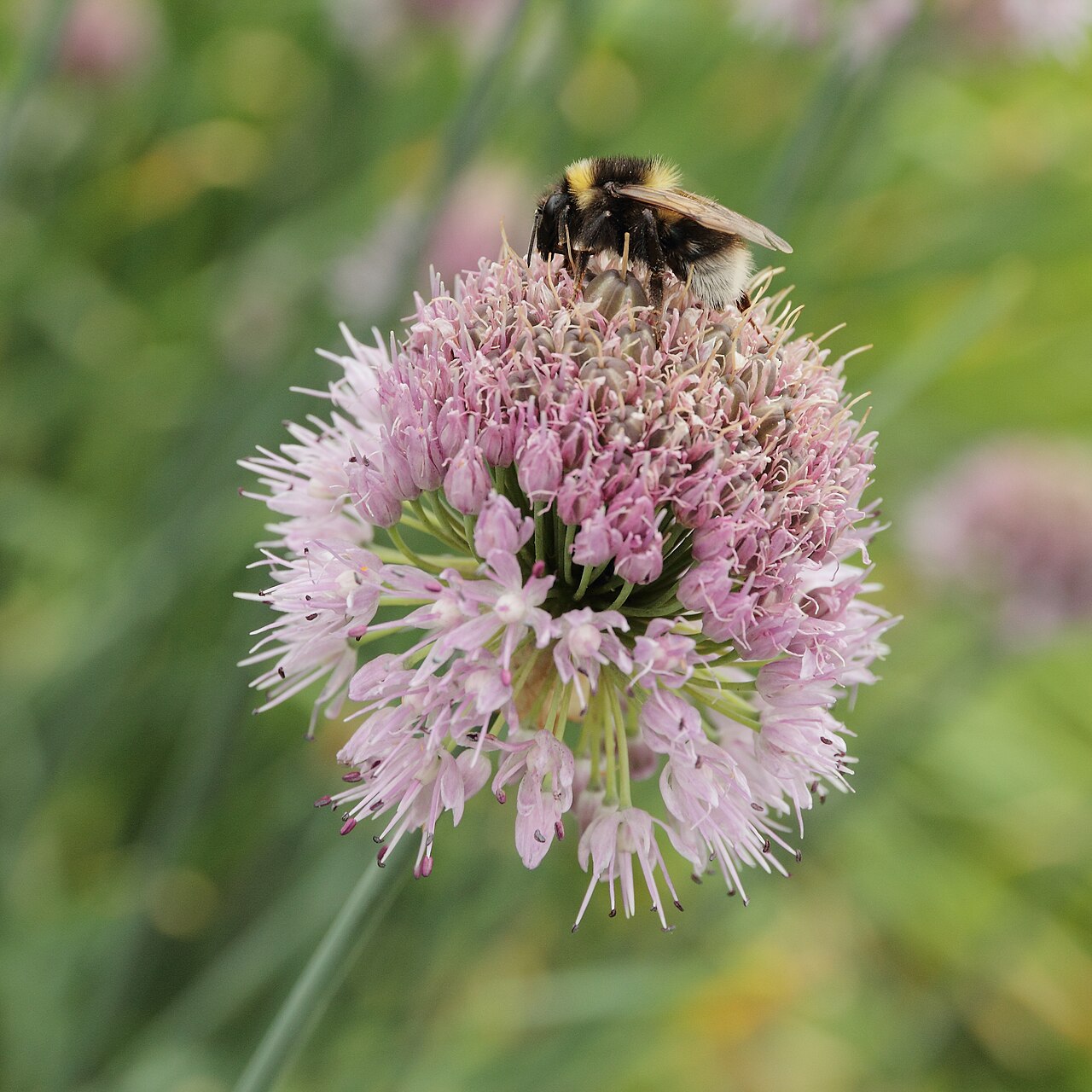 Allium hymenorrhizum: Allium hymenorhizum i Bergianska trädgården .
