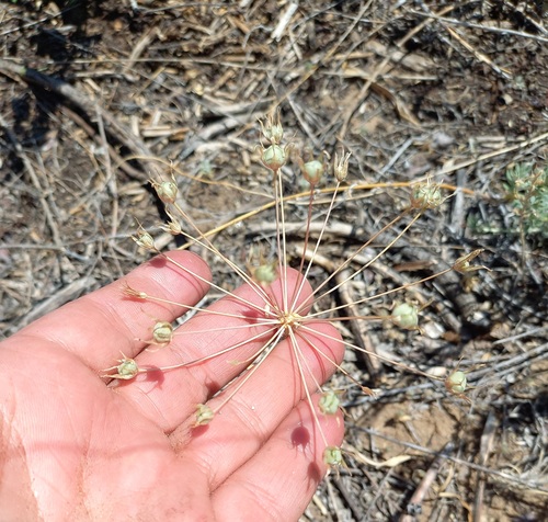 Allium iliense (Allium iliense)