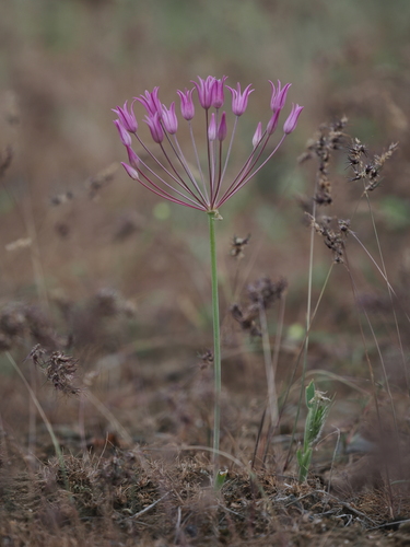 Allium iliense (Allium iliense)