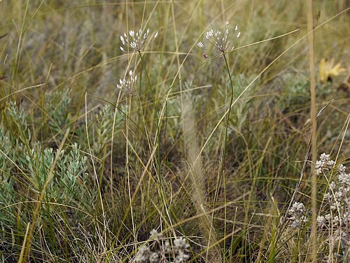 Allium inaequale: Allium inaequale