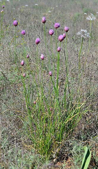 Allium inderiense: Цветущие растения Allium inderiense. Астраханская обл, Ахтубинский р-н, Богдинско-Баскунчакский природный заповедник, юго-восточный склон горы Бол. Богдо. 06.05