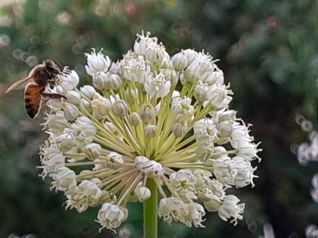 Allium iranicum: این تصویری شامل گل گیاه تره و زنبوری بر روی آن است.