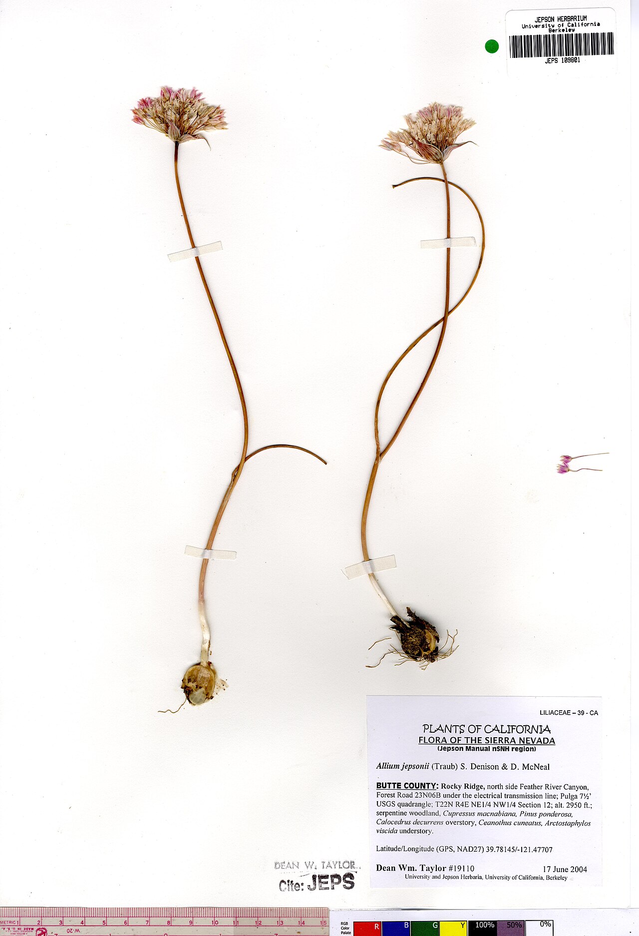 Jepson's onion: Allium jepsonii herbarium specimen