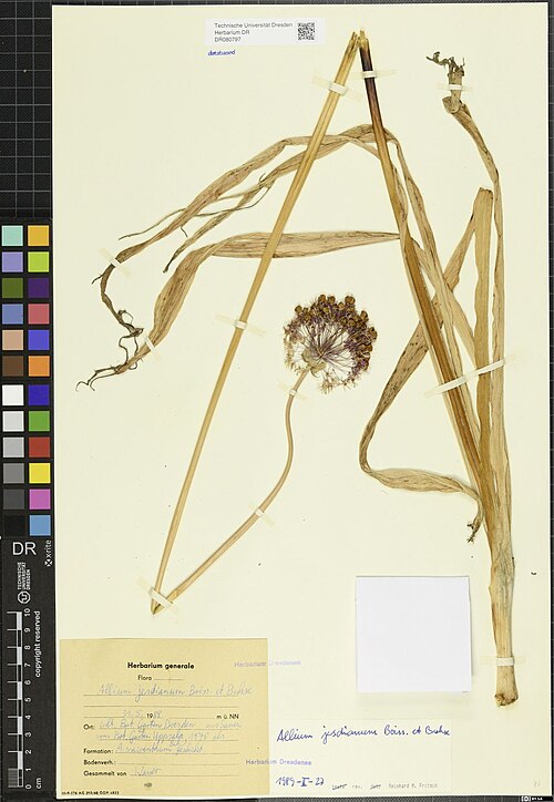 Allium jesdianum: Allium jesdianum — Herbarium specimen from alt. Bot. Garten Dresden aus Samen vom Bot. Garten Uppsala, 1970 als A. macranthum (Bak.) geschickt.. Collected by un