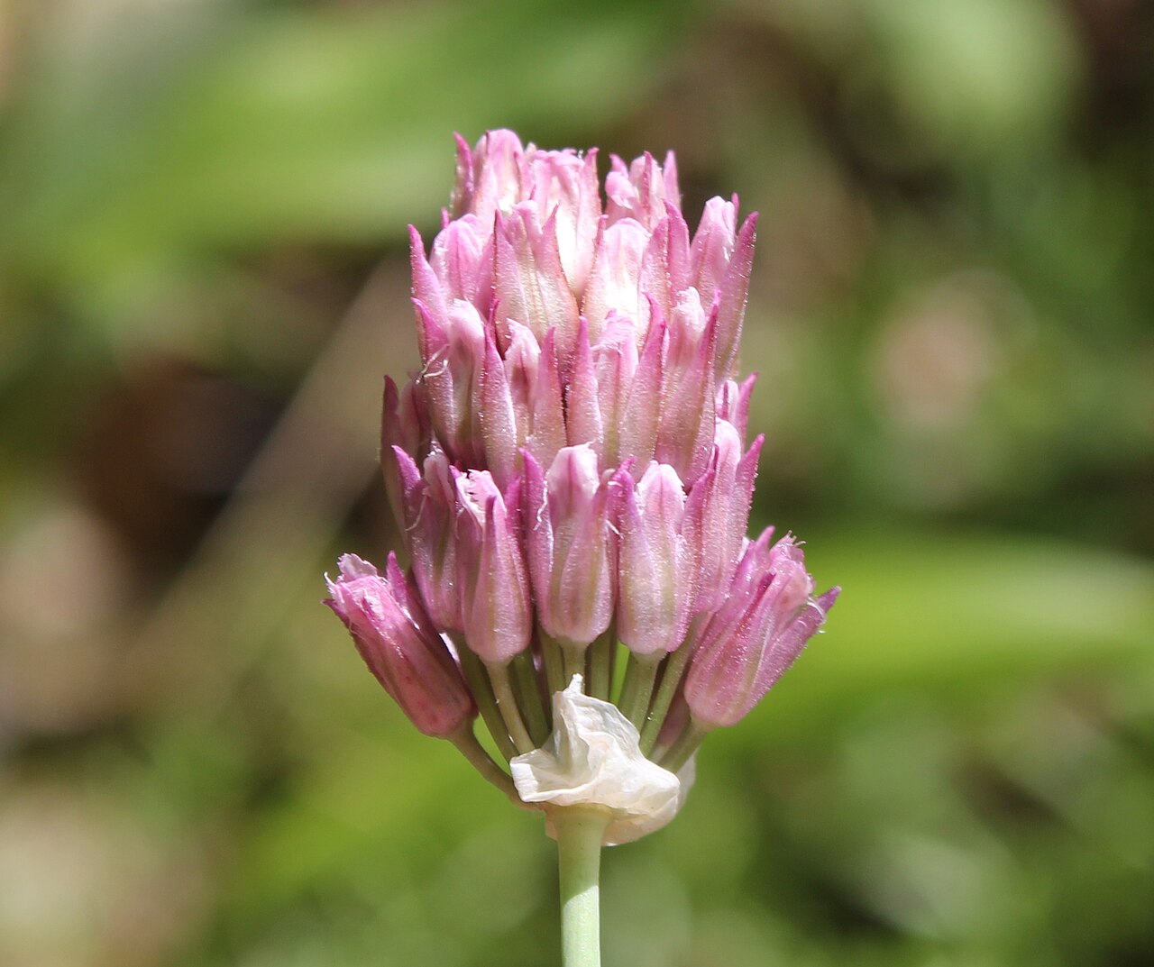 Allium jubatum: Allium jubatum