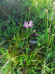 Allium jucundum (Allium jucundum)