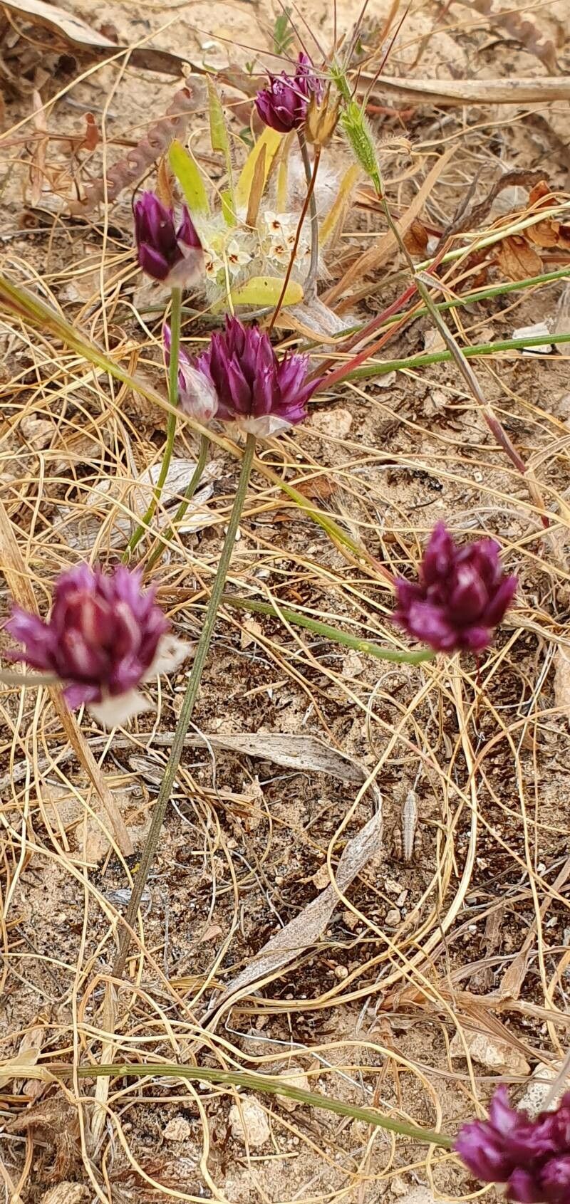 Allium junceum (Allium junceum)