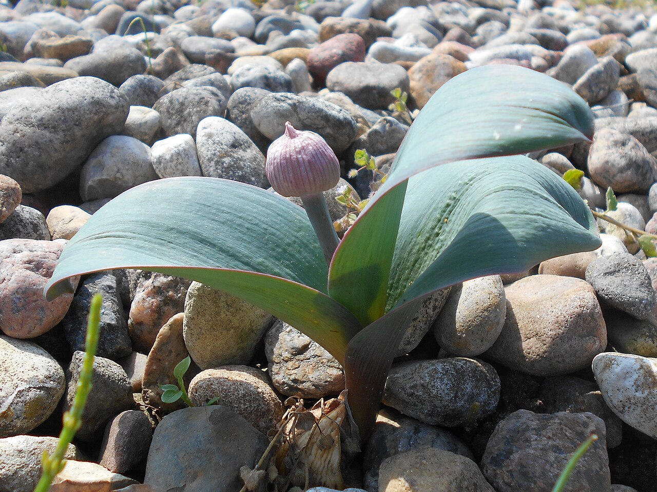 Turkestan onion: Czosnek karatawski ( Allium karataviense ), Ogród Botaniczny PAN w Warszawie.