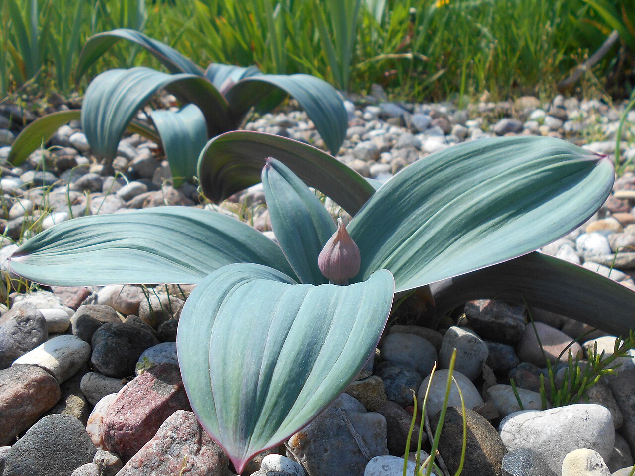 Turkestan onion: Czosnek karatawski ( Allium karataviense ), Ogród Botaniczny PAN w Warszawie.