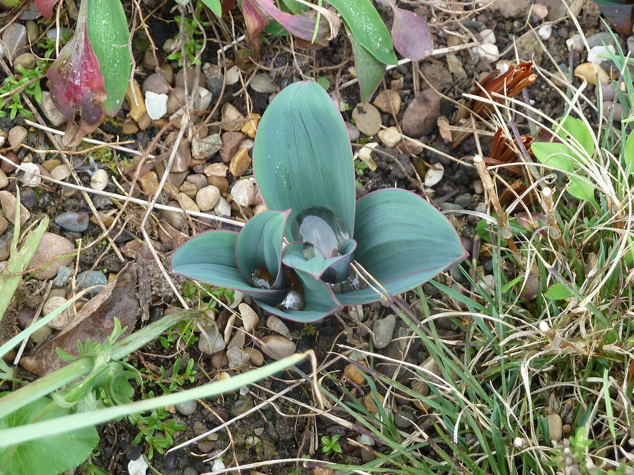 Turkestan onion: The flowers of this species are pleasant but it's the new foliage that always gets my attention. I don't know where that big pool of water in the centre comes f