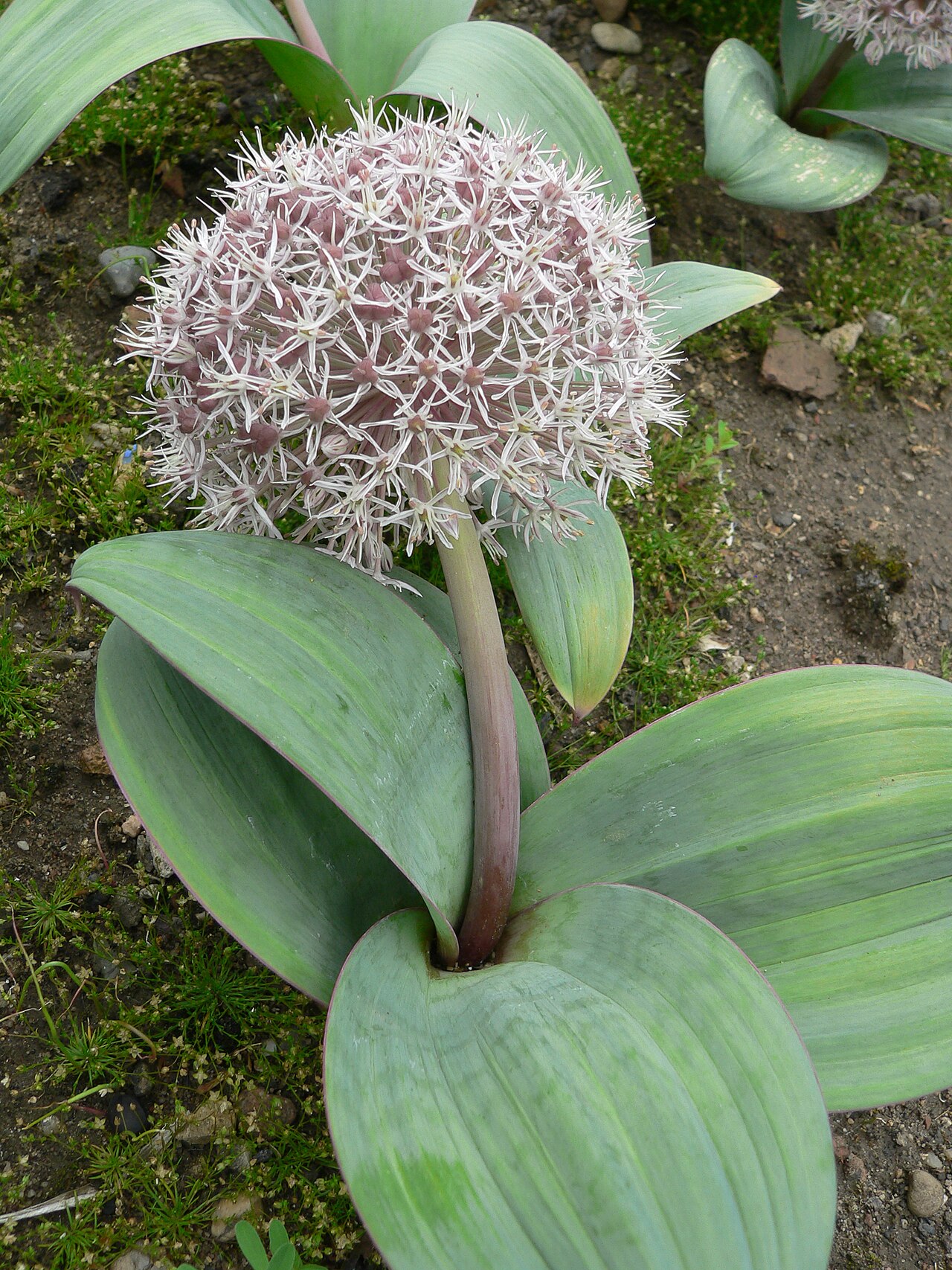 Turkestan onion: Allium karataviense