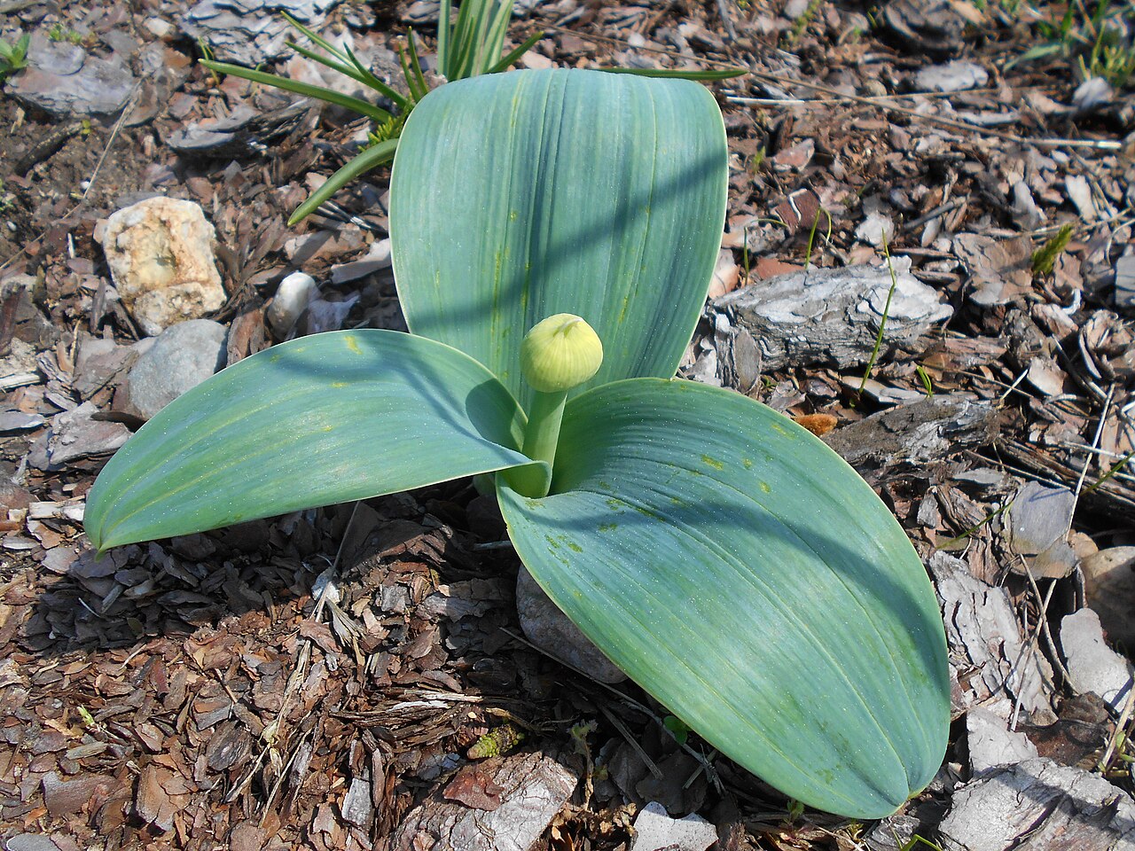 Turkestan onion: Czosnek karatawski ‘Ivory Queen’ ( Allium karataviense ‘Ivory Queen’), Ogród Botaniczny PAN w Warszawie.