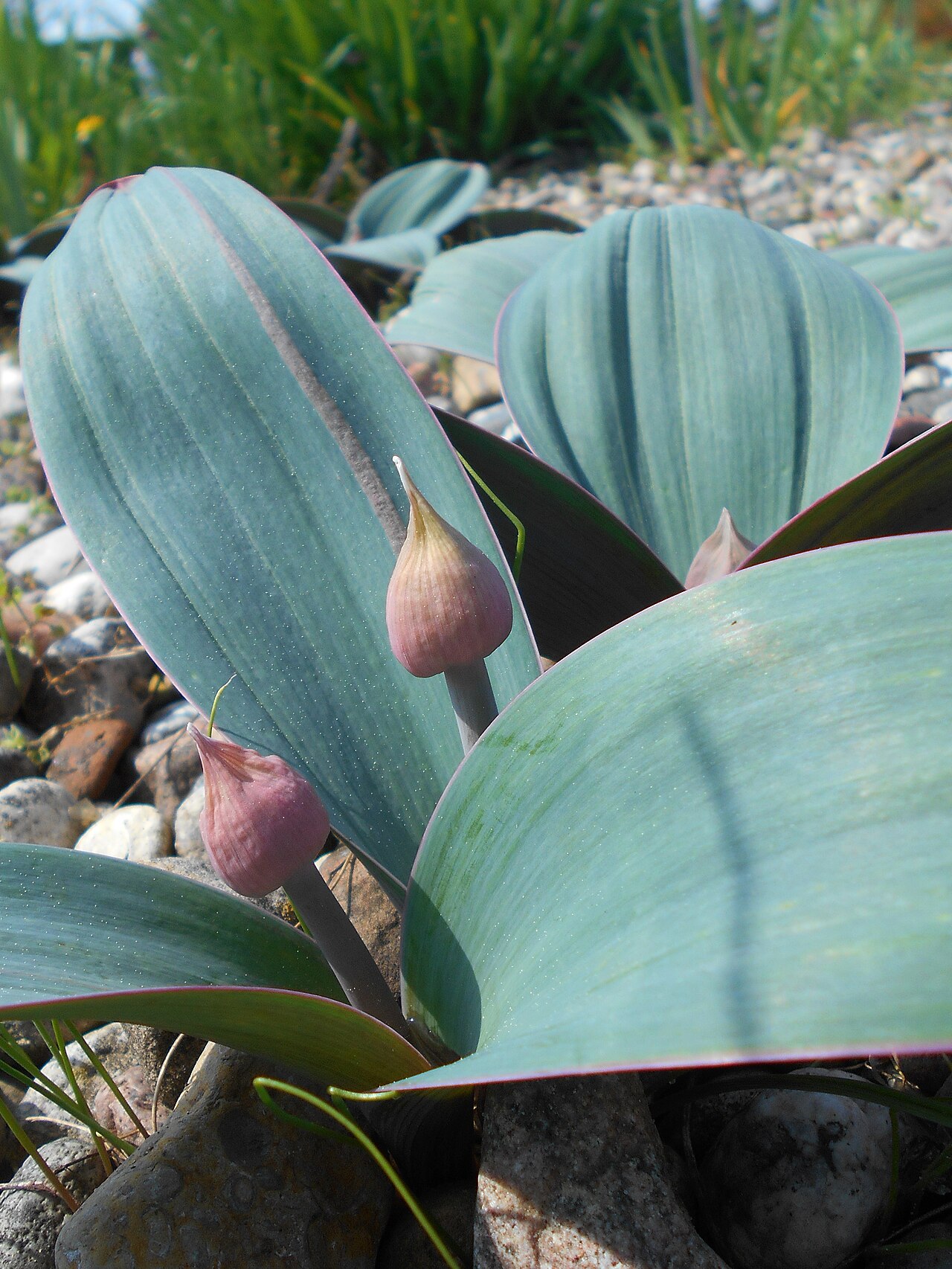 Turkestan onion: Czosnek karatawski ( Allium karataviense ), Ogród Botaniczny PAN w Warszawie.