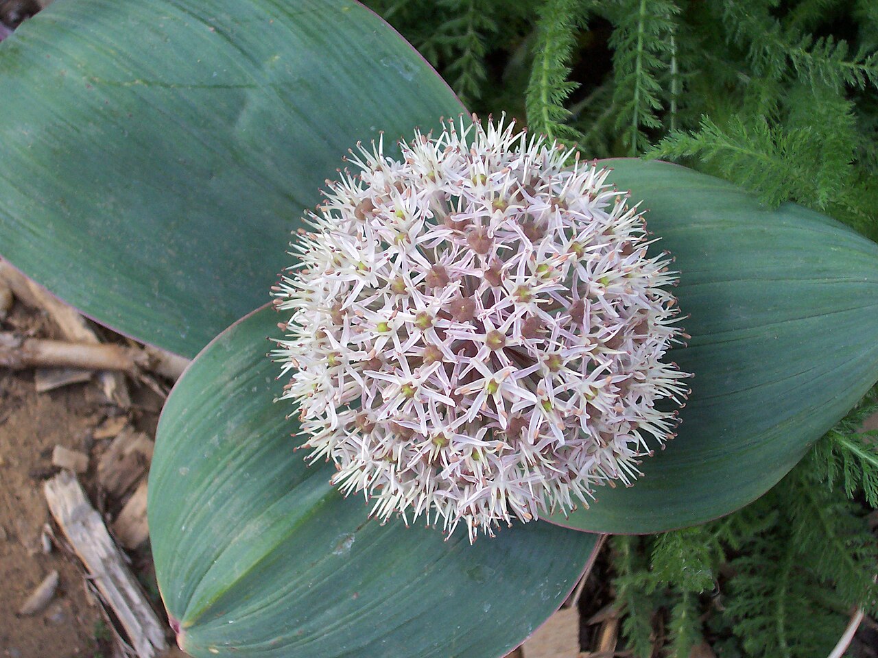 Turkestan onion (Allium karataviense)