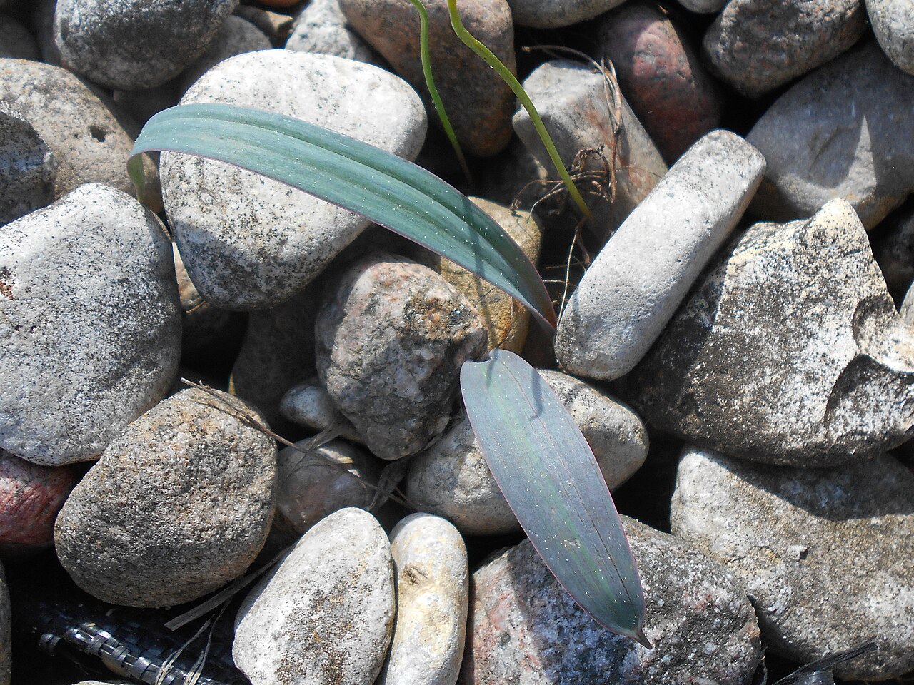 Turkestan onion: Czosnek karatawski ( Allium karataviense ), Ogród Botaniczny PAN w Warszawie.