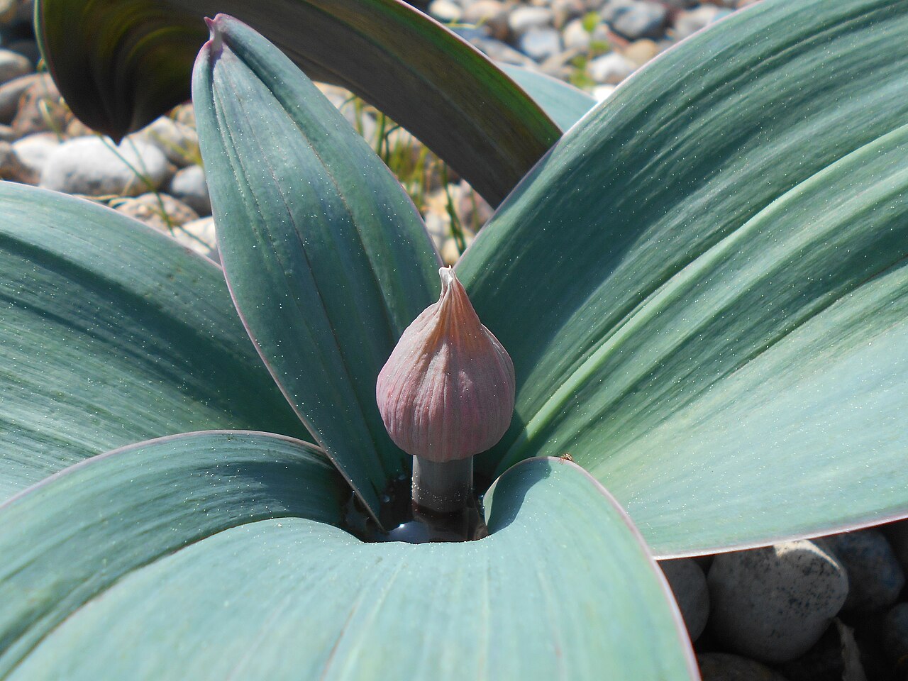 Turkestan onion: Czosnek karatawski ( Allium karataviense ), Ogród Botaniczny PAN w Warszawie.