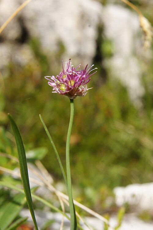 Allium kermesinum: Škrlatni ali kamniški luk pod Velikim vrhom (Dleskovec).