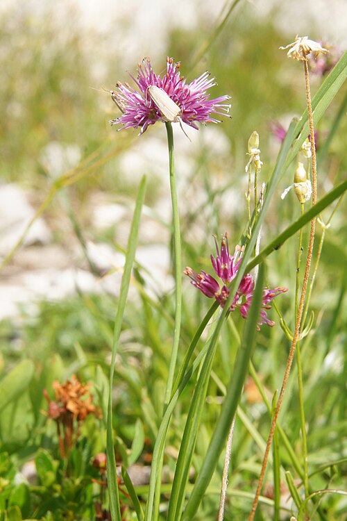 Allium kermesinum: Škrlatni ali kamniški luk pod Velikim vrhom (Dleskovec).