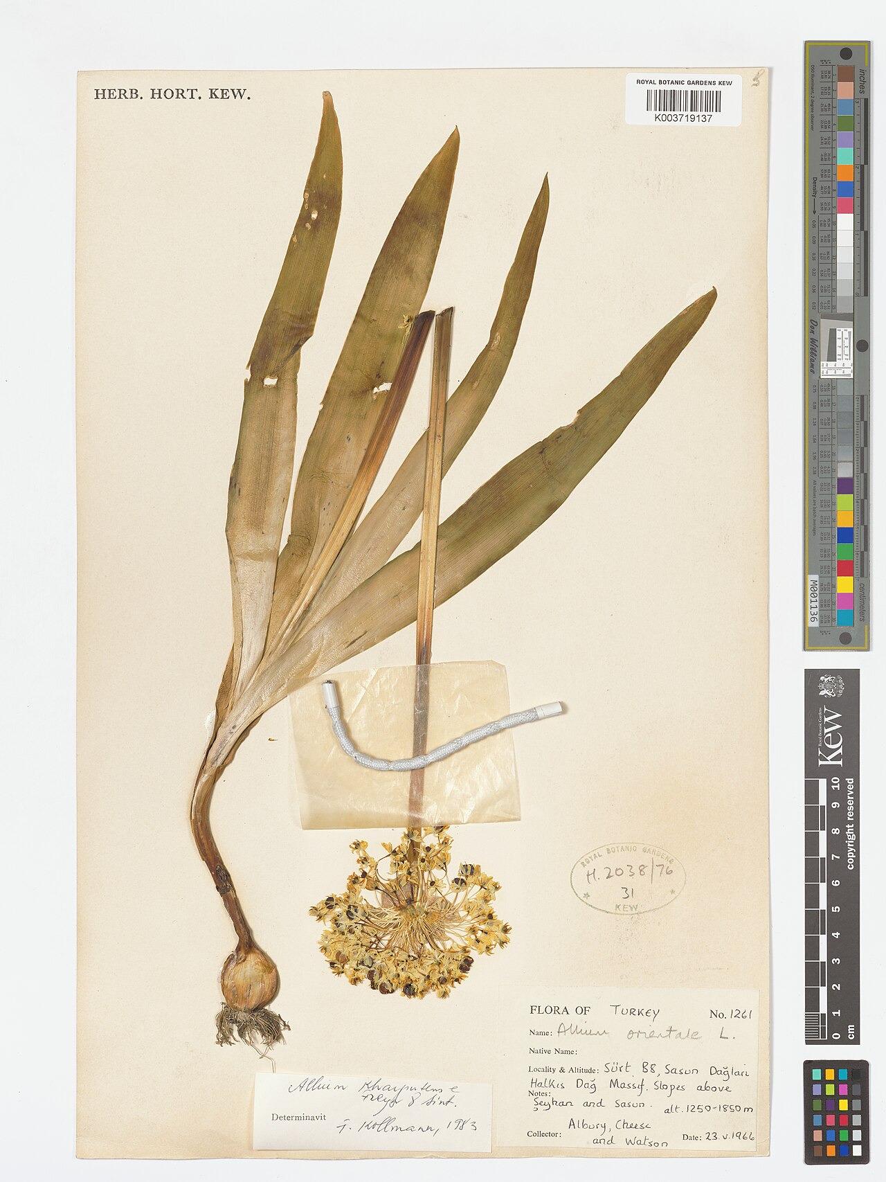 Allium kharputense: Allium kharputense — Herbarium specimen from Sürt B8, Sasun Dağlari Halkis Dağ Massif. Slopes above Şeykan and Sasun., Türkiye. Collected by Albury; Cheese; Wat