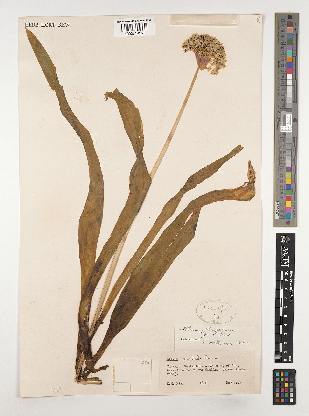 Allium kharputense: Allium kharputense — Herbarium specimen from c. 30 km W. of Gaz. Limestone rocks and fields.(Along Adana road)., Türkiye. Collected by Rix, E.M. (1972-05-01). R